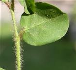  Stem
